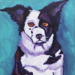 Border Collie